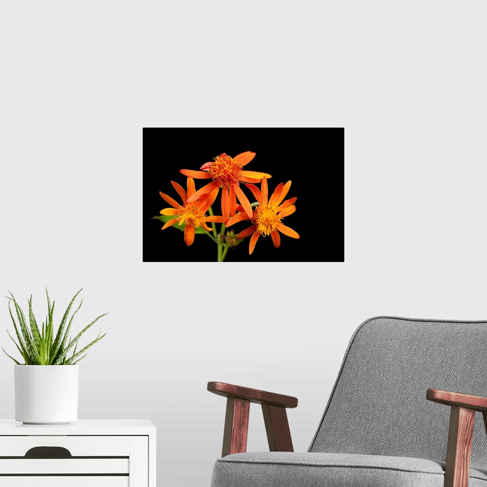 A modern room featuring Mexican flame vine flowers, Pseudogynoxys chenopodioides.