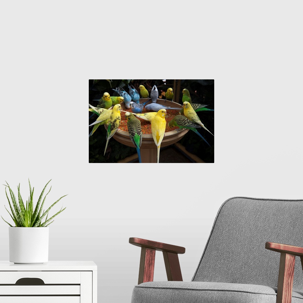A modern room featuring Parakeets or budgies.