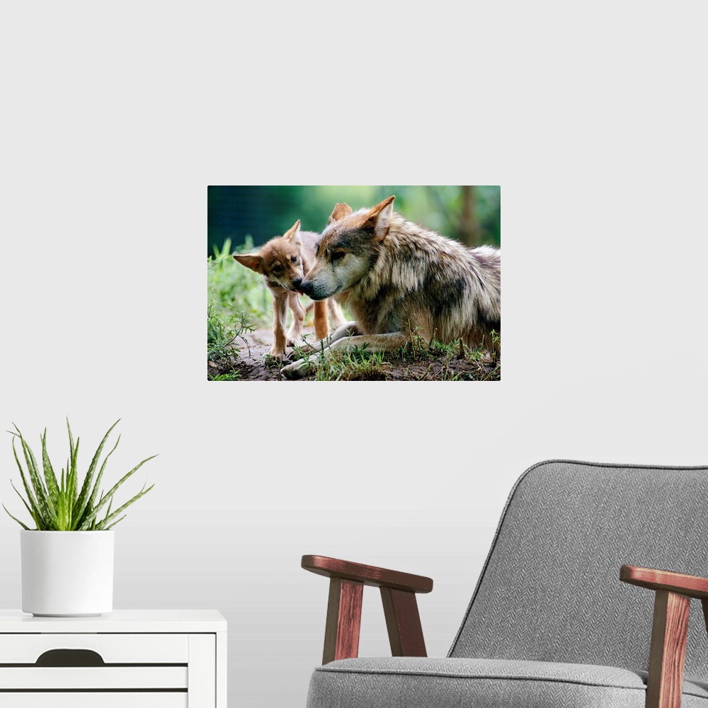 A modern room featuring Parent and pup of captive Mexican gray wolves, Wichita, Kansas