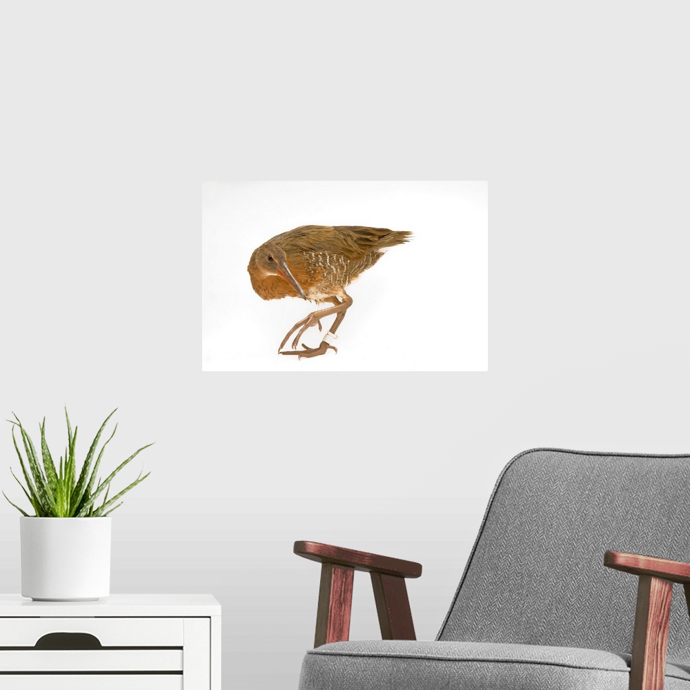 A modern room featuring A light-footed clapper rail (Rallus longirostris levipes) at the Chula Vista Nature Center.