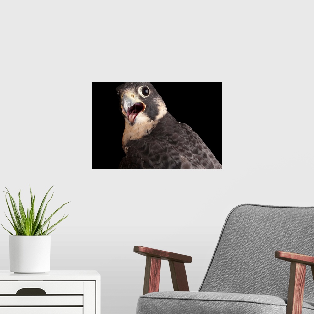 A modern room featuring A portrait of a perigrine falcon (Falco peregrinus) at Raptor Recovery in Elmwood, NE.