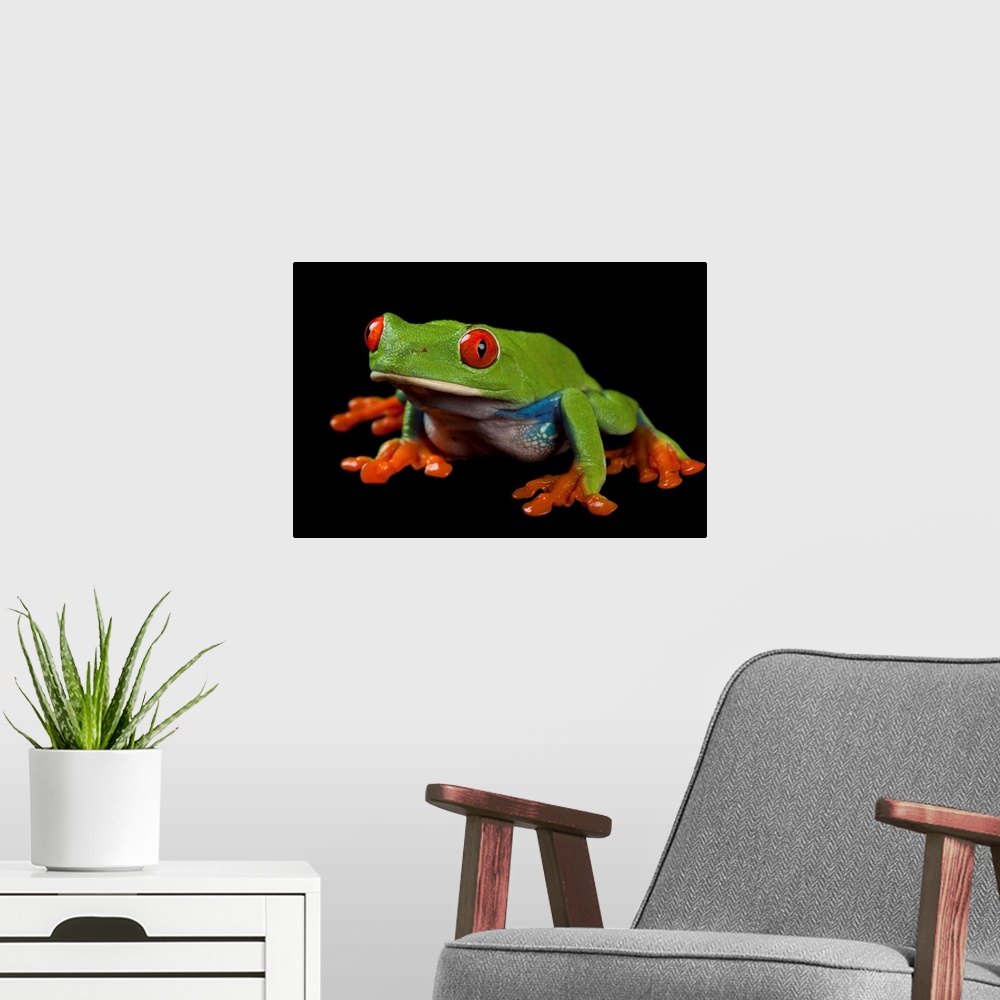 A modern room featuring Red eyed tree frog, Agalychnis callidryas.