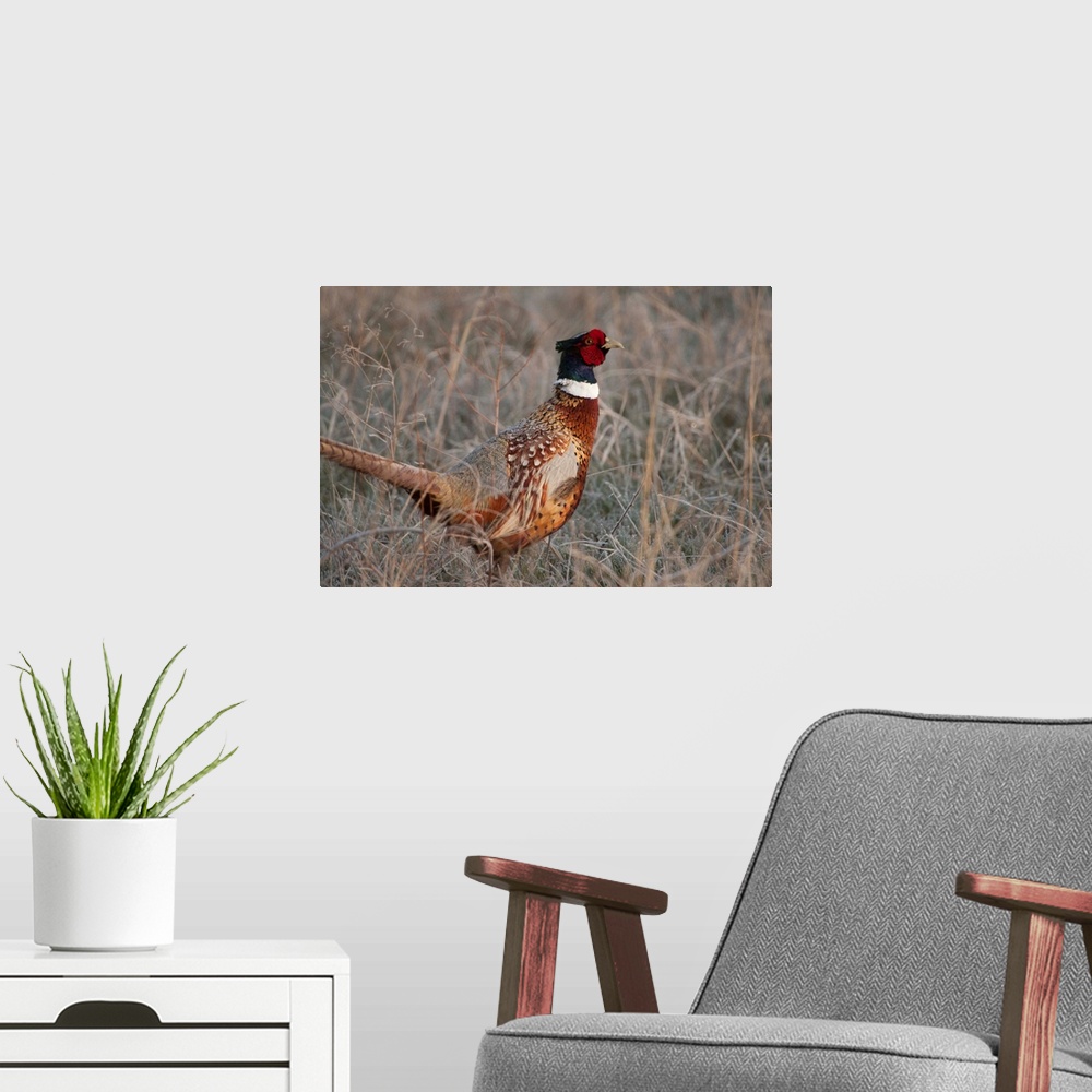 A modern room featuring Ringnecked pheasant, Phasianus colchicus, in the Nebraska sandhills.