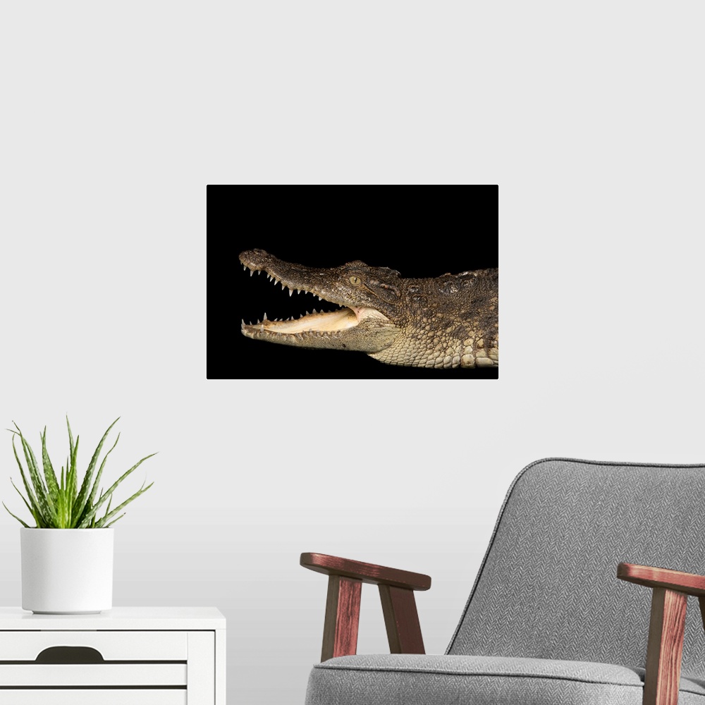 A modern room featuring Siamese crocodile, Crocodylus siamensis, at the Saint Augustine Alligator Farm Zoological Park.