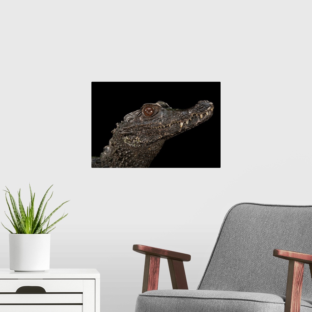A modern room featuring Smooth fronted caiman, Paleosuchus trigonatus, at the Saint Augustine Alligator Farm Zoological P...