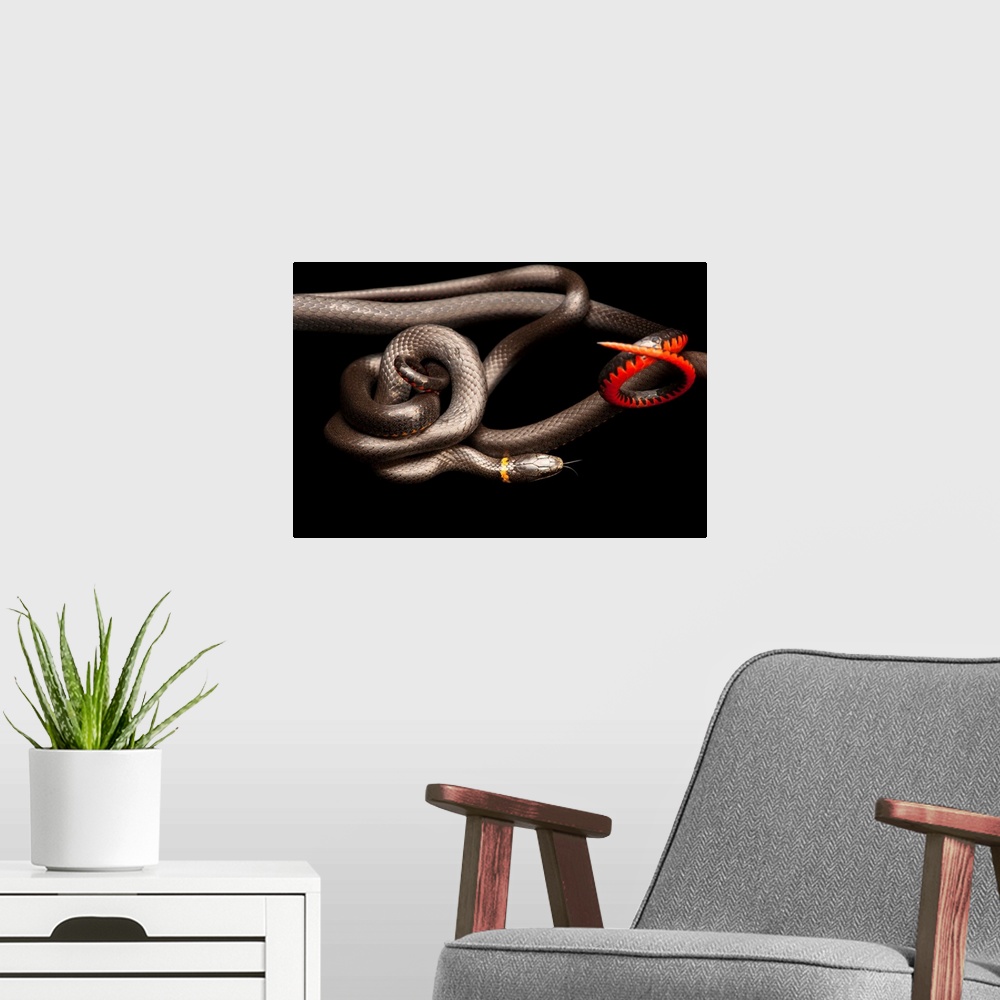 A modern room featuring Southern ring-necked snakes