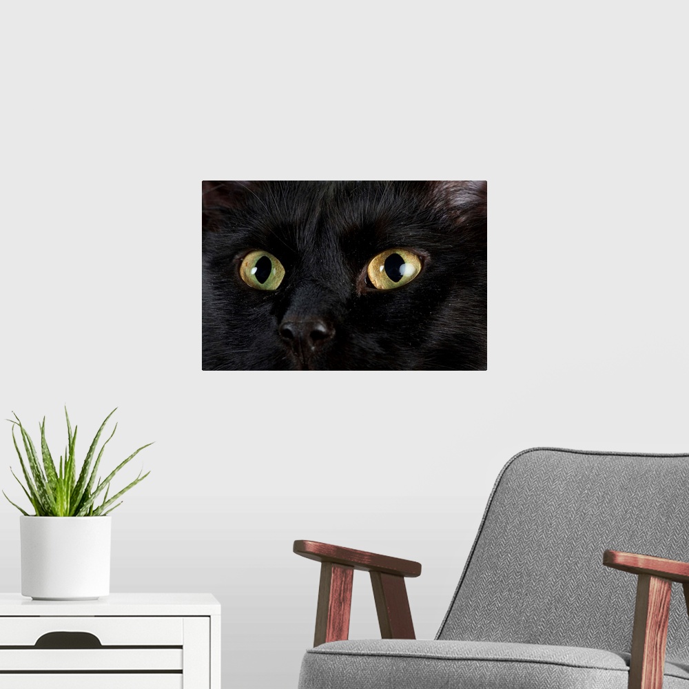 A modern room featuring Studio portrait of a cat named Amadeus Wolfgang Meowzart.