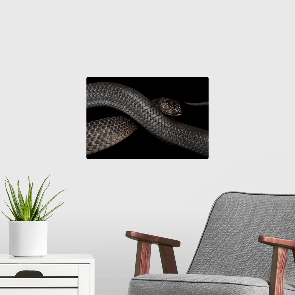 A modern room featuring Texas indigo snake (Drymarchon melanurus erebennus) at the Fort Worth Zoo.