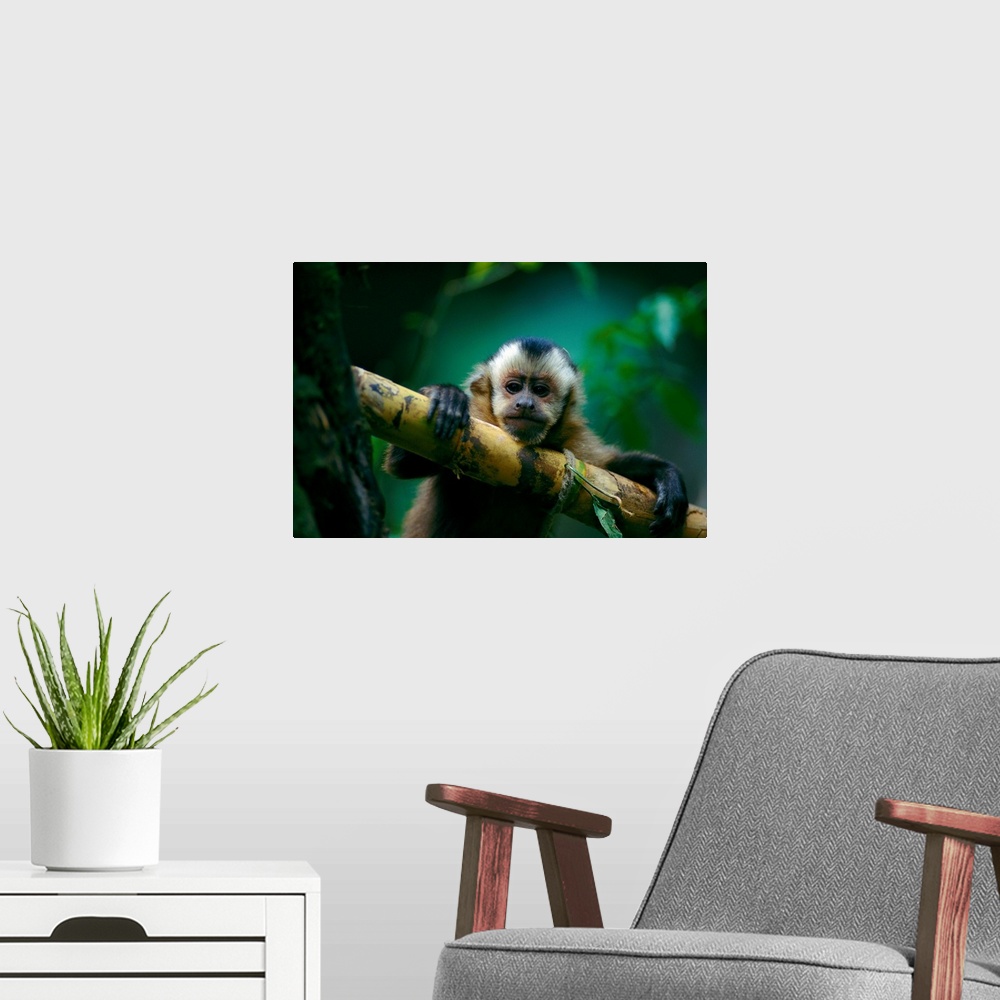 A modern room featuring This capuchin monkey sits perched in a tree, Madidi National Park, Bolivia