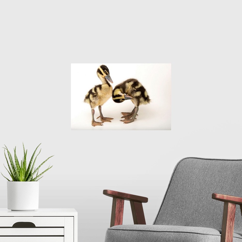 A modern room featuring Two week old black bellied whistling ducklings, Dendrocygna autumnalis, at the Dallas World Aquar...
