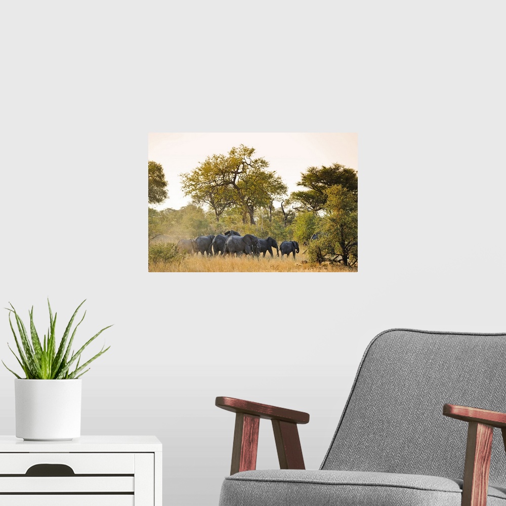 A modern room featuring Africa, Namibia, Caprivi, Herd of elephants in the Bwa Bwata National Park