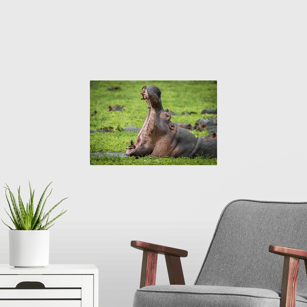 A modern room featuring Africa, Tanzania, Katavi National Park. hippo yawning.