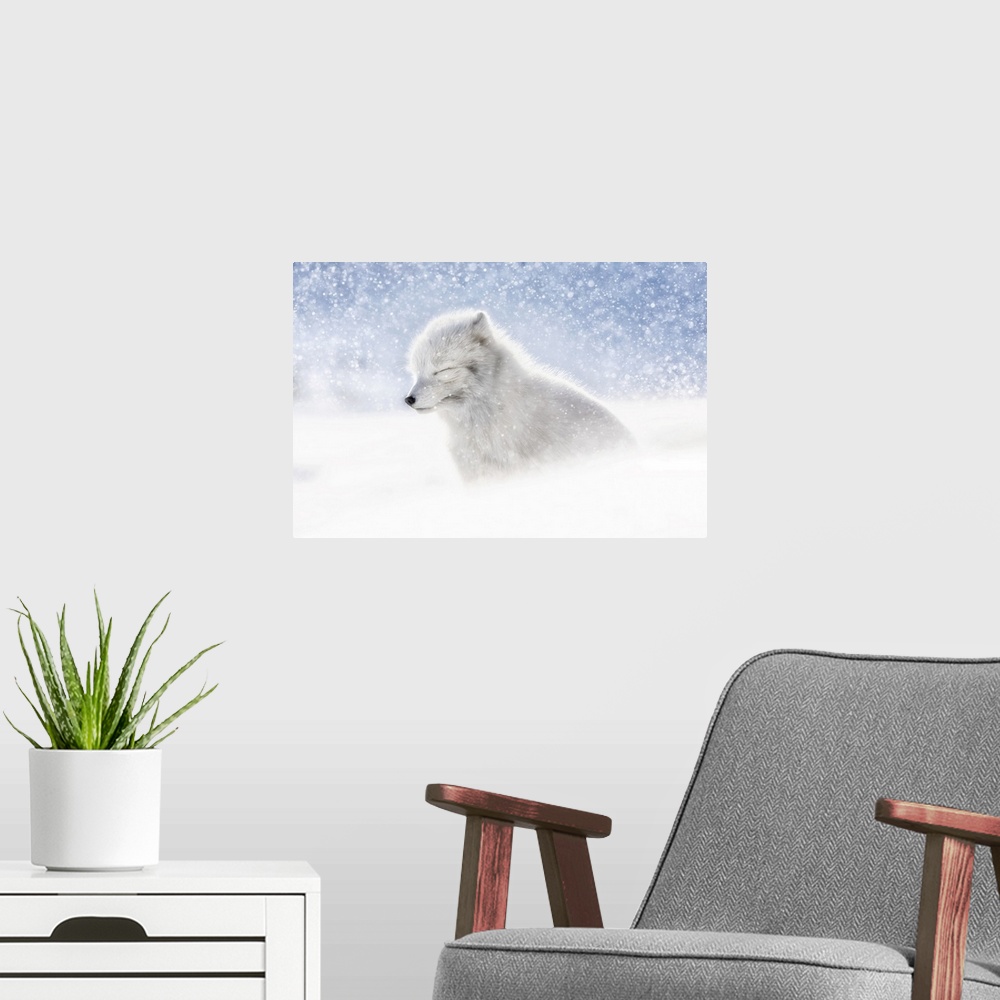 A modern room featuring Arctic fox (Alopex lagopus) in heavy snowfall, in the abandoned Russian settlement of Pyramiden, ...