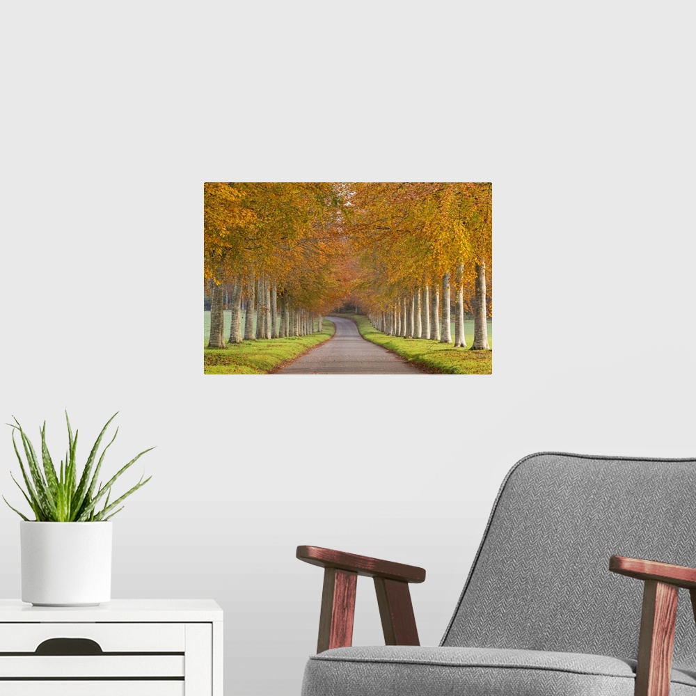 A modern room featuring Avenue of colourful trees in autumn, Dorset, England. November