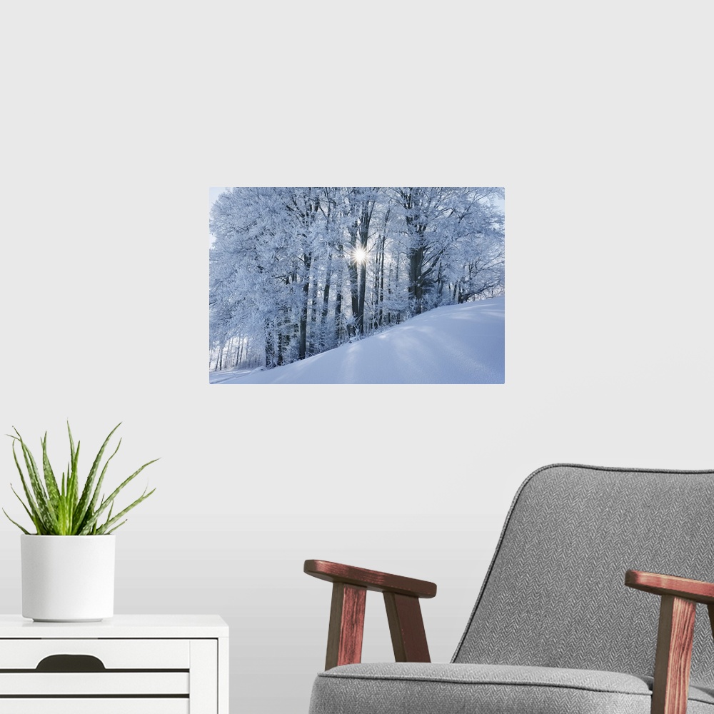 A modern room featuring Beech forest with hoar frost in winter. Germany, Bavaria, Upper Bavaria, Miesbach, Kleinpienzenau...