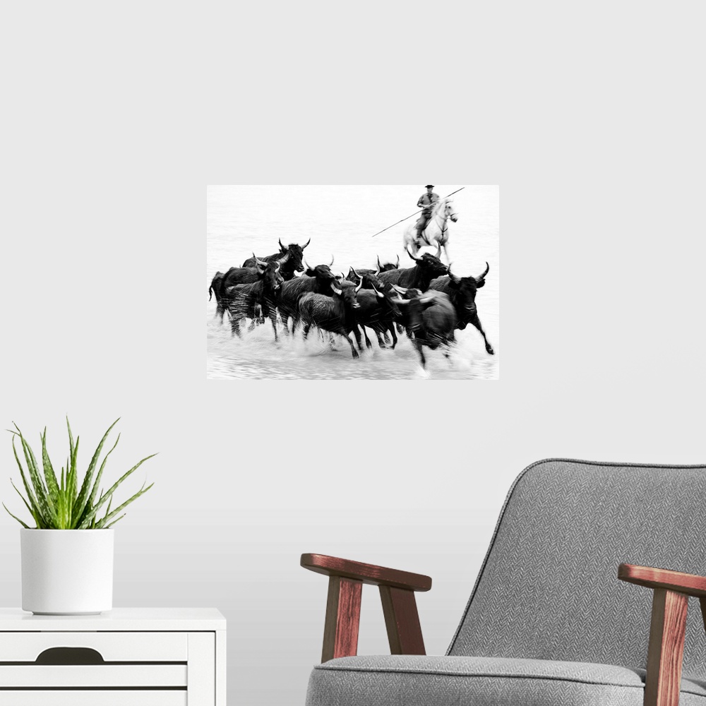 A modern room featuring Black bulls of Camargue and their herder running through the water, Camargue, France