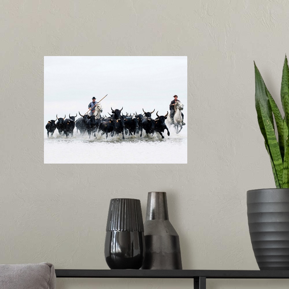 A modern room featuring Black bulls of Camargue and their herders running through the water, Camargue, France