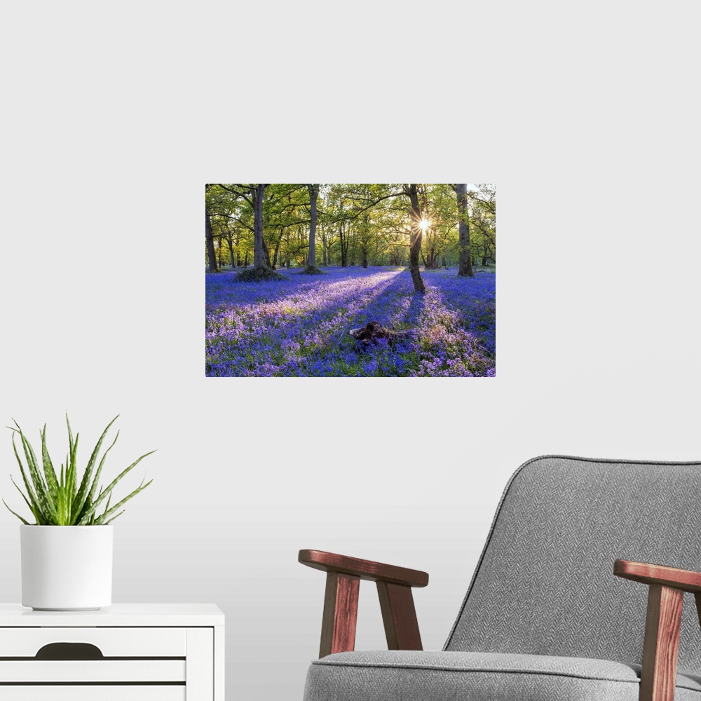 A modern room featuring Bluebell field, Oxfordshire, England, Europe