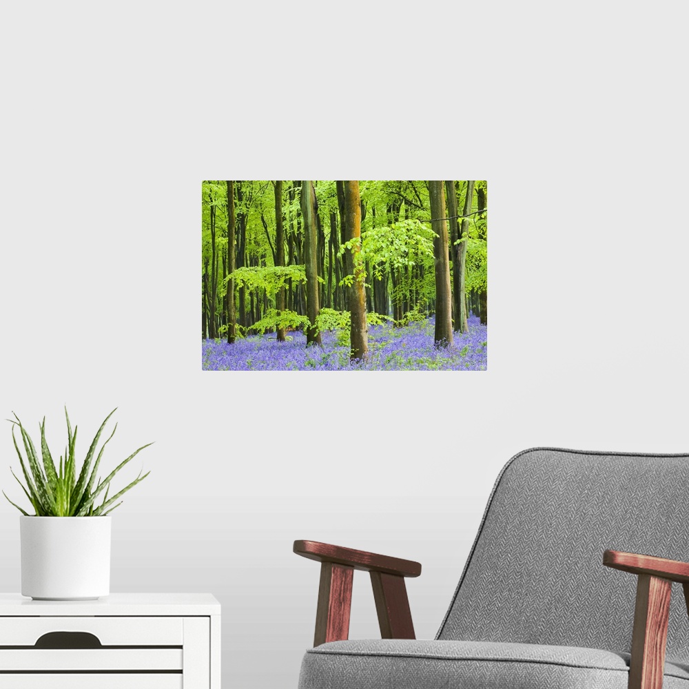 A modern room featuring Common Bluebells (Hyacinthoides non-scripta) flowering in West Woods in Springtime, Lockeridge, M...