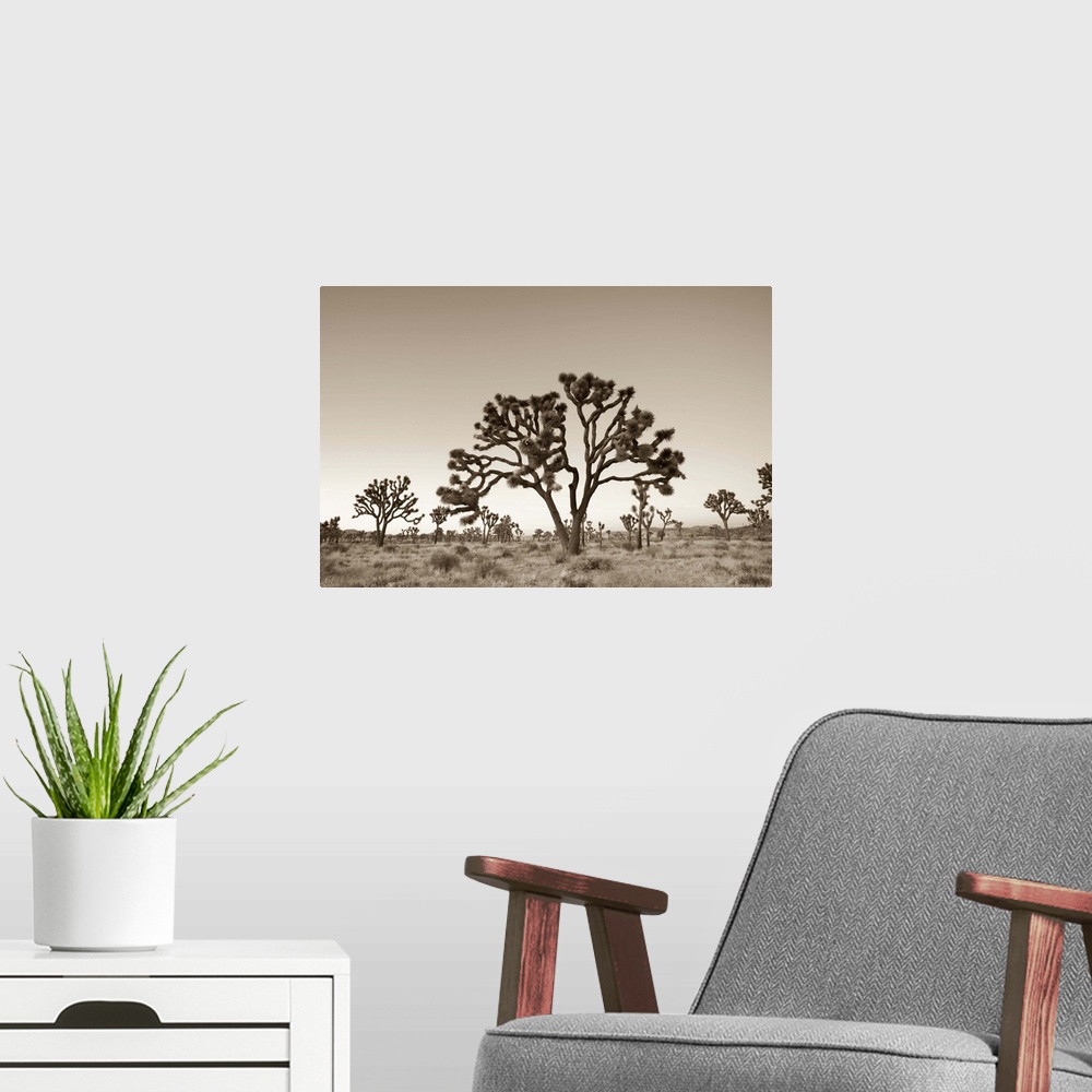 A modern room featuring USA, California, Joshua Tree National Park, Joshua Trees (Yucca Brevifolia)