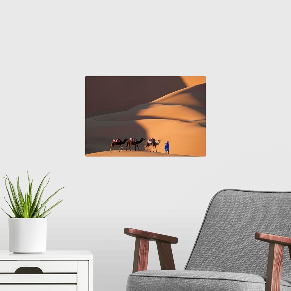 A modern room featuring Camels