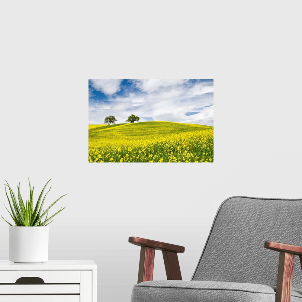 A modern room featuring Rape Fields in Orcia Valley, Tuscany, Italy