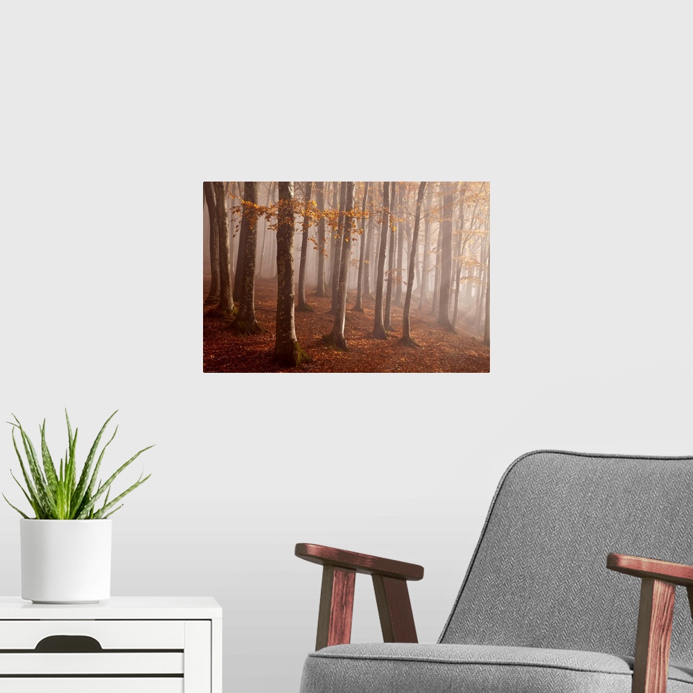 A modern room featuring Casentinesi forest, Tuscan-Emilian appennines, Tuscany, Italy. Light into the forest.