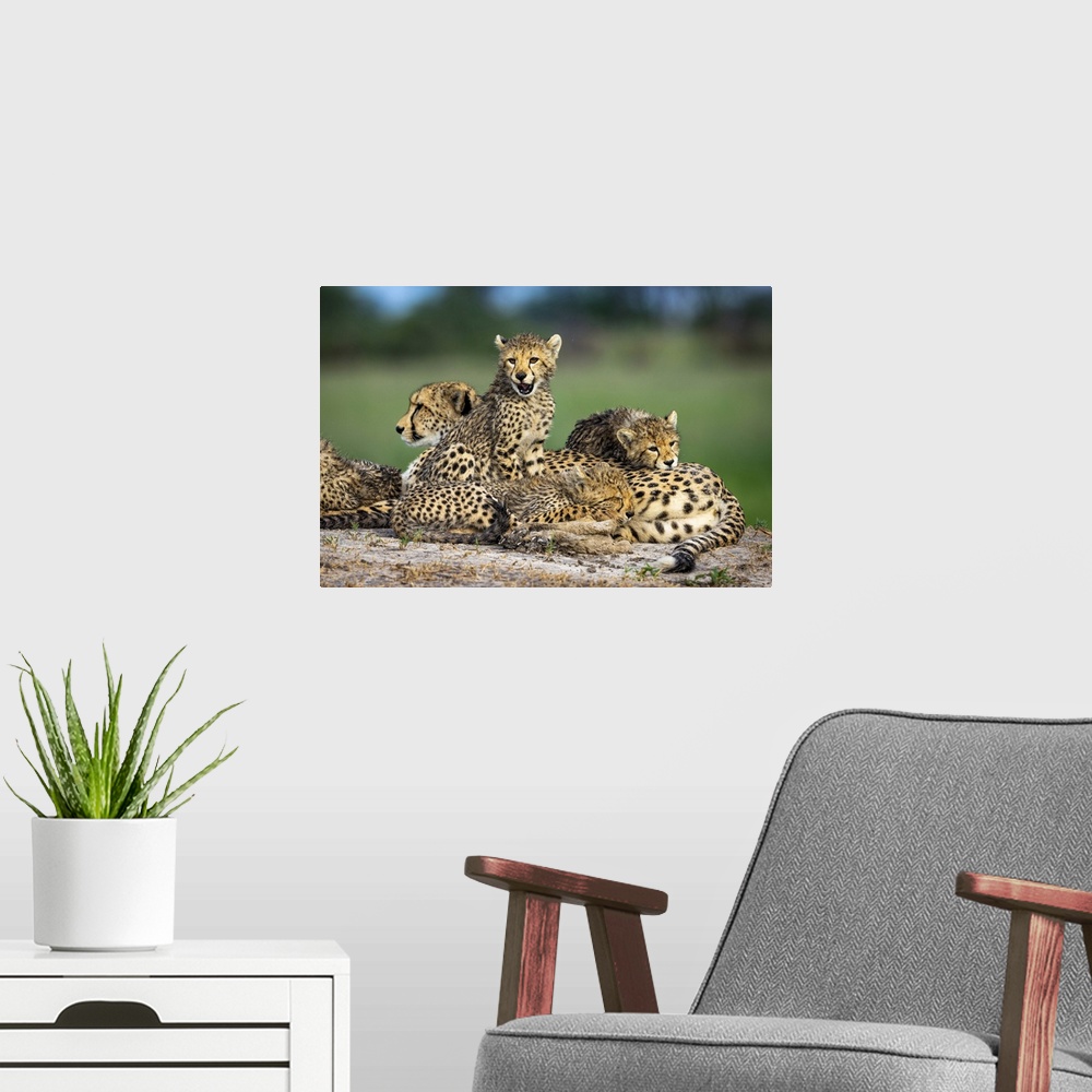 A modern room featuring Cheetah family, Okavango Delta, Botswana
