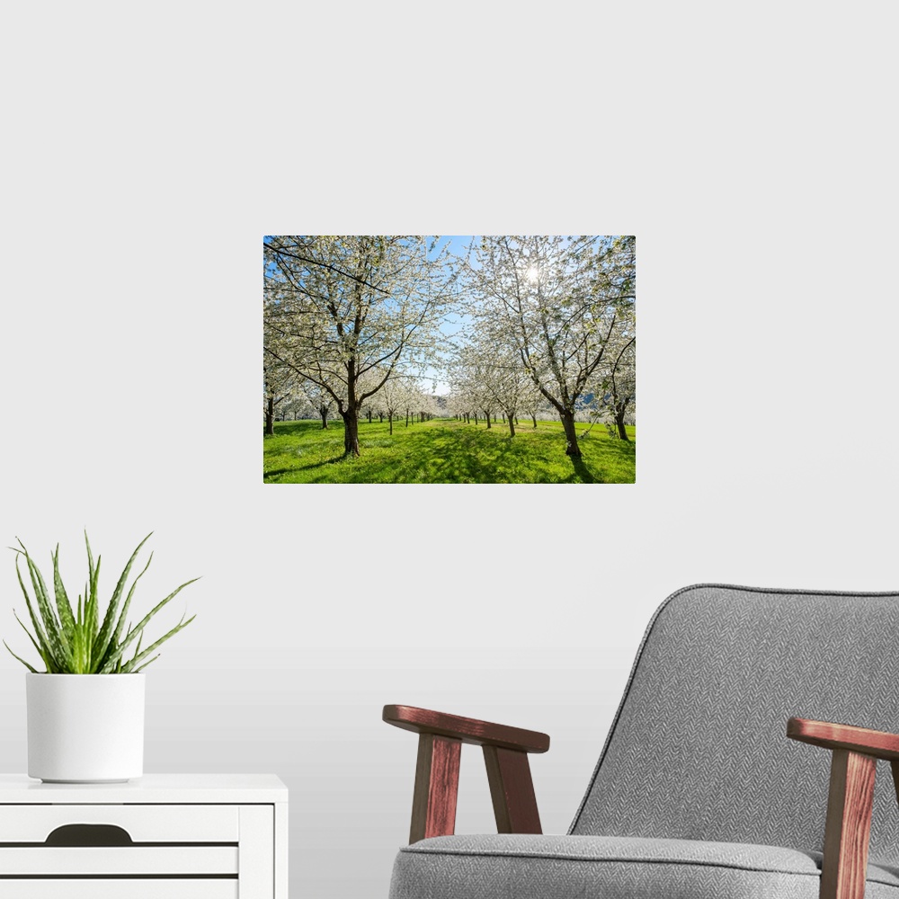 A modern room featuring Germany, Baden-Wurttemberg, Schliengen. Cherry blossoms in the Eggenertal valley near the village...