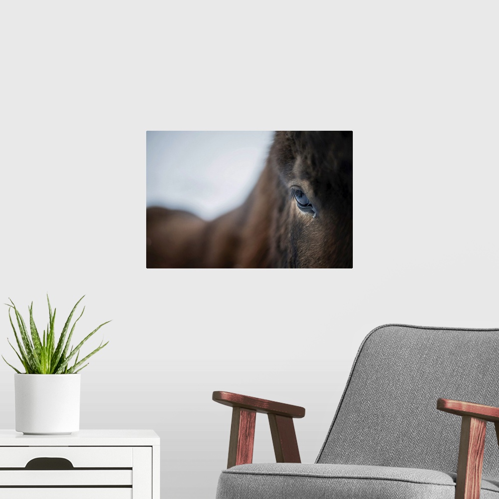 A modern room featuring Close up of a horse, Iceland