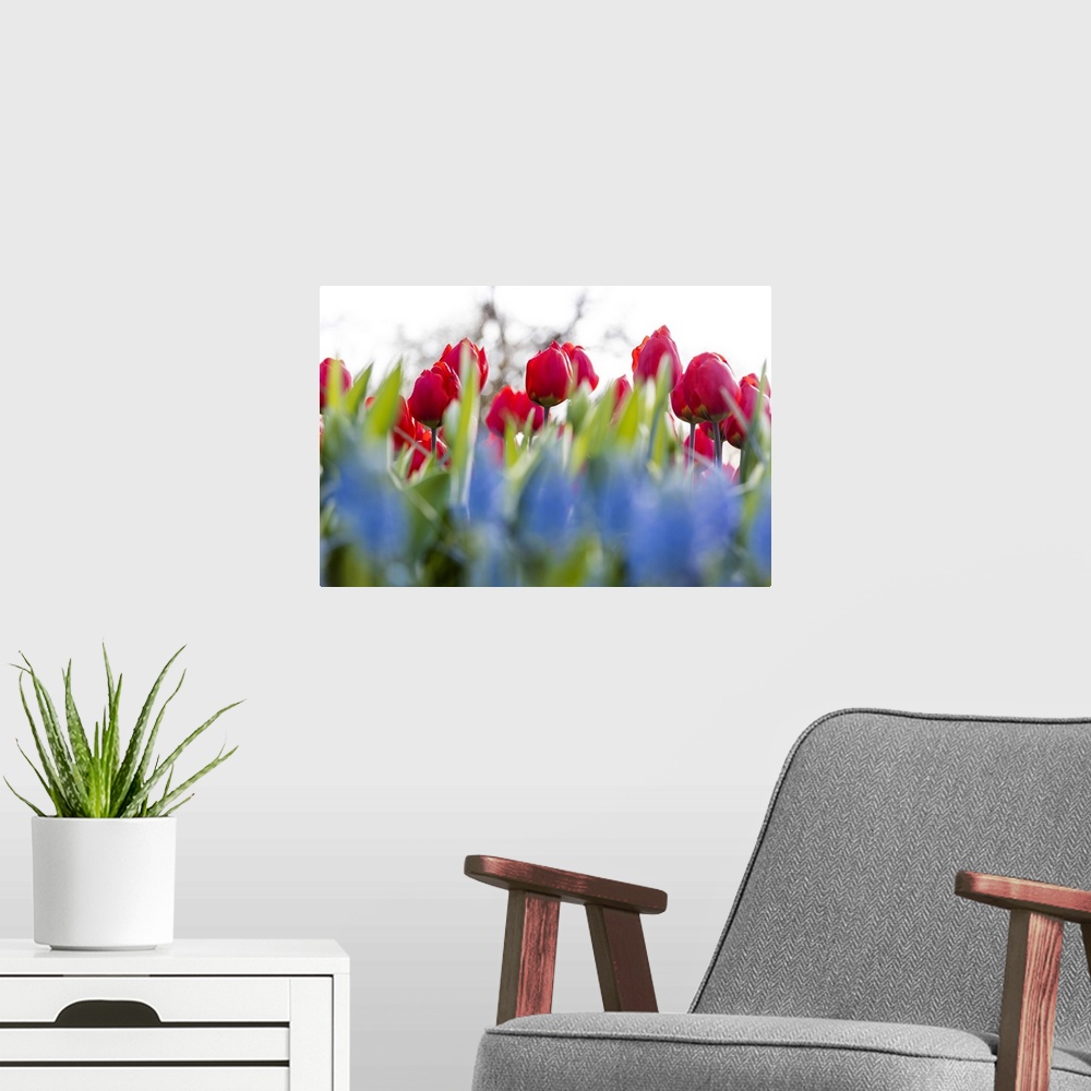 A modern room featuring Close up of red tulips in bloom at the Keukenhof Botanical garden Lisse South Holland The Netherl...