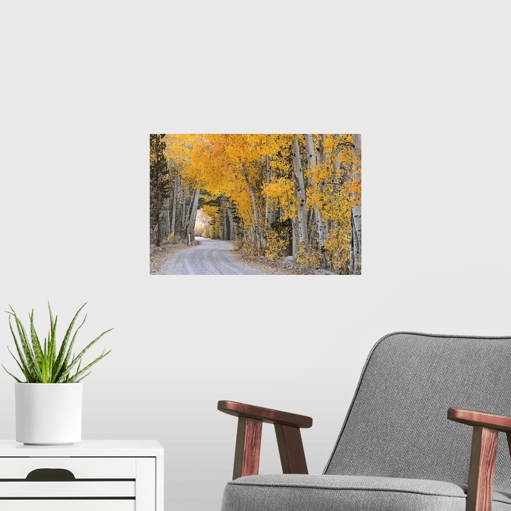 A modern room featuring Dirt road winding through a tree tunnel, Bishop, California, USA. Autumn (October)