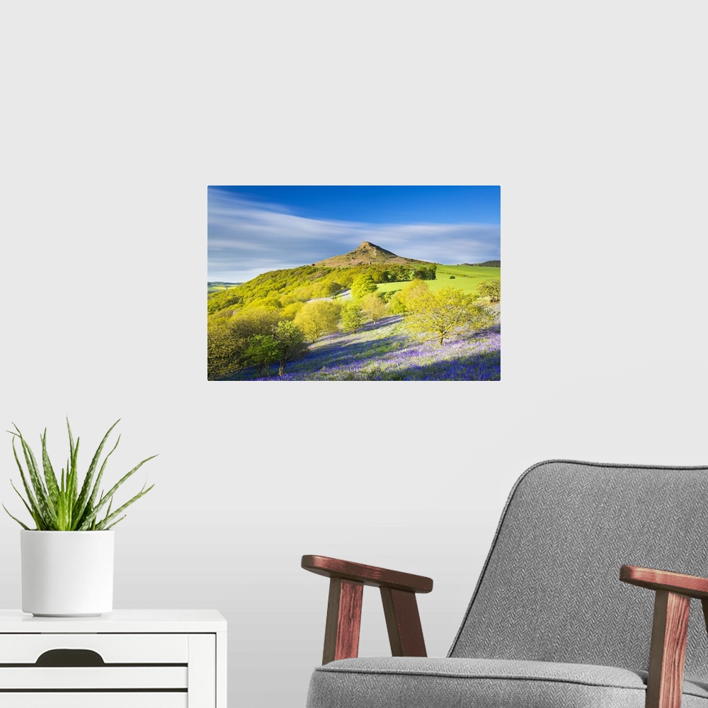 A modern room featuring United Kingdom, England, North Yorkshire, Great Ayton. Spring bluebells at Roseberry Topping.