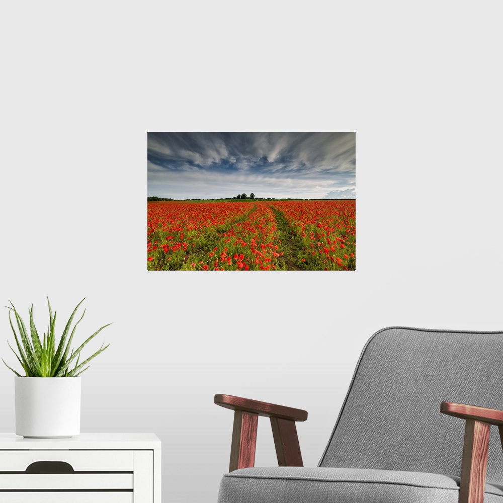 A modern room featuring Field of English Poppies, Norwich, Norfolk, England