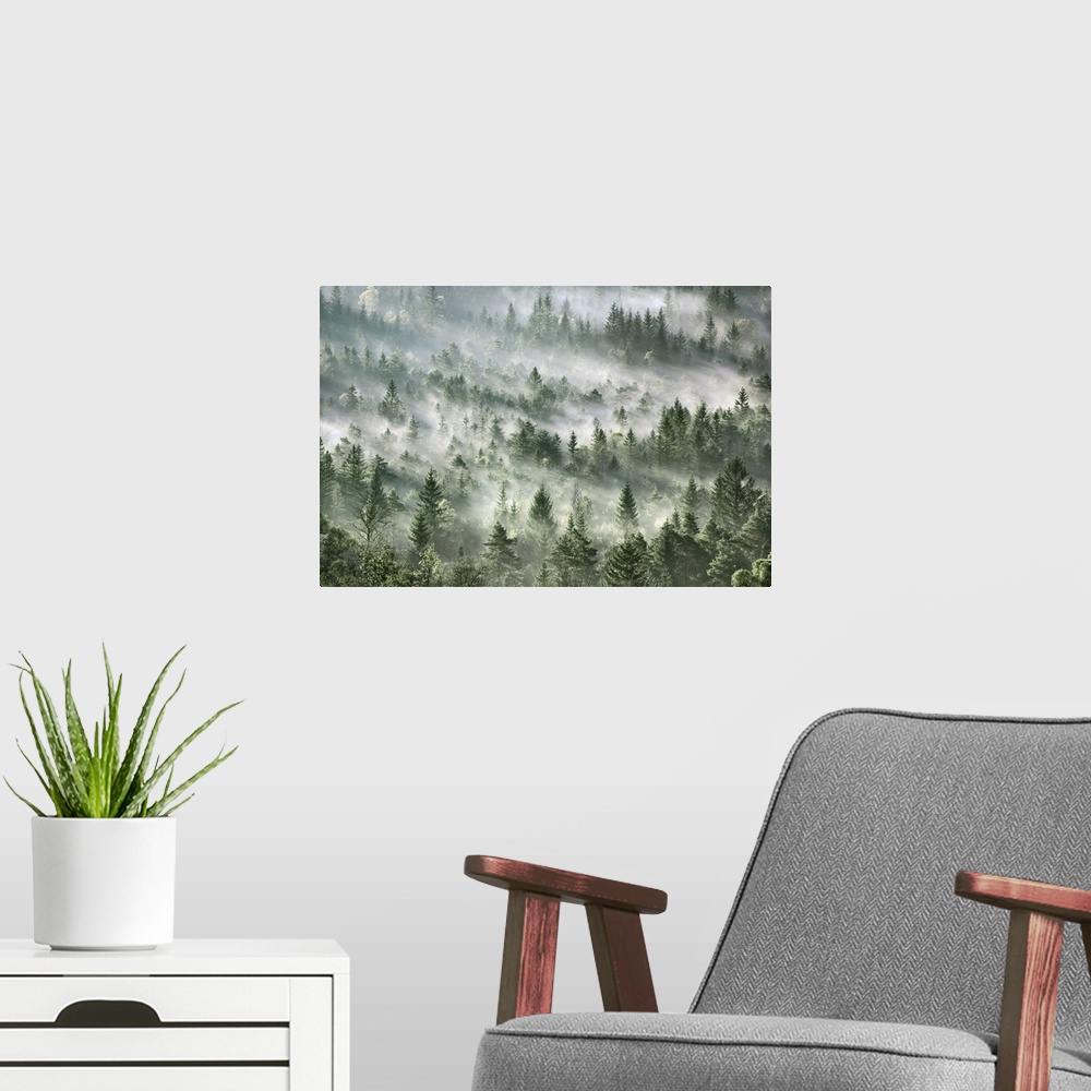 A modern room featuring Fog impression in spruce forest. Germany, Bavaria, Upper Bavaria, Bad Tolz-Wolfratshausen, Icking...