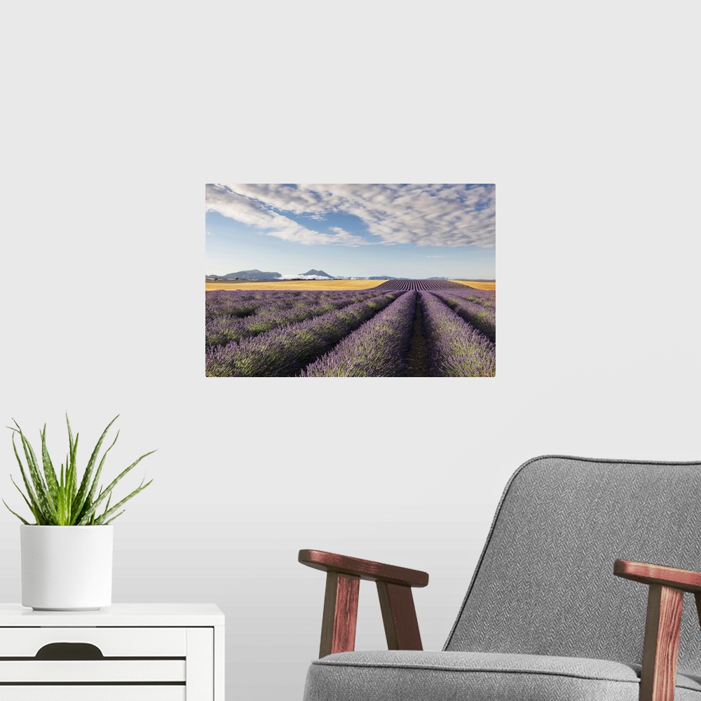 A modern room featuring France, Provence Alps Cote d'Azur, Haute Provence, Valensole plateau, rows of lavender and a fiel...