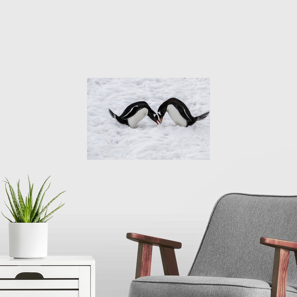 A modern room featuring Gentoo penguins performing mating ritual, Paradise Harbour, Antarctica