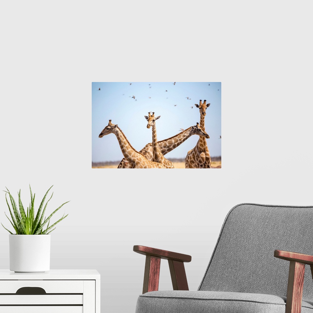 A modern room featuring Giraffe in Etosha, Namibia, Africa