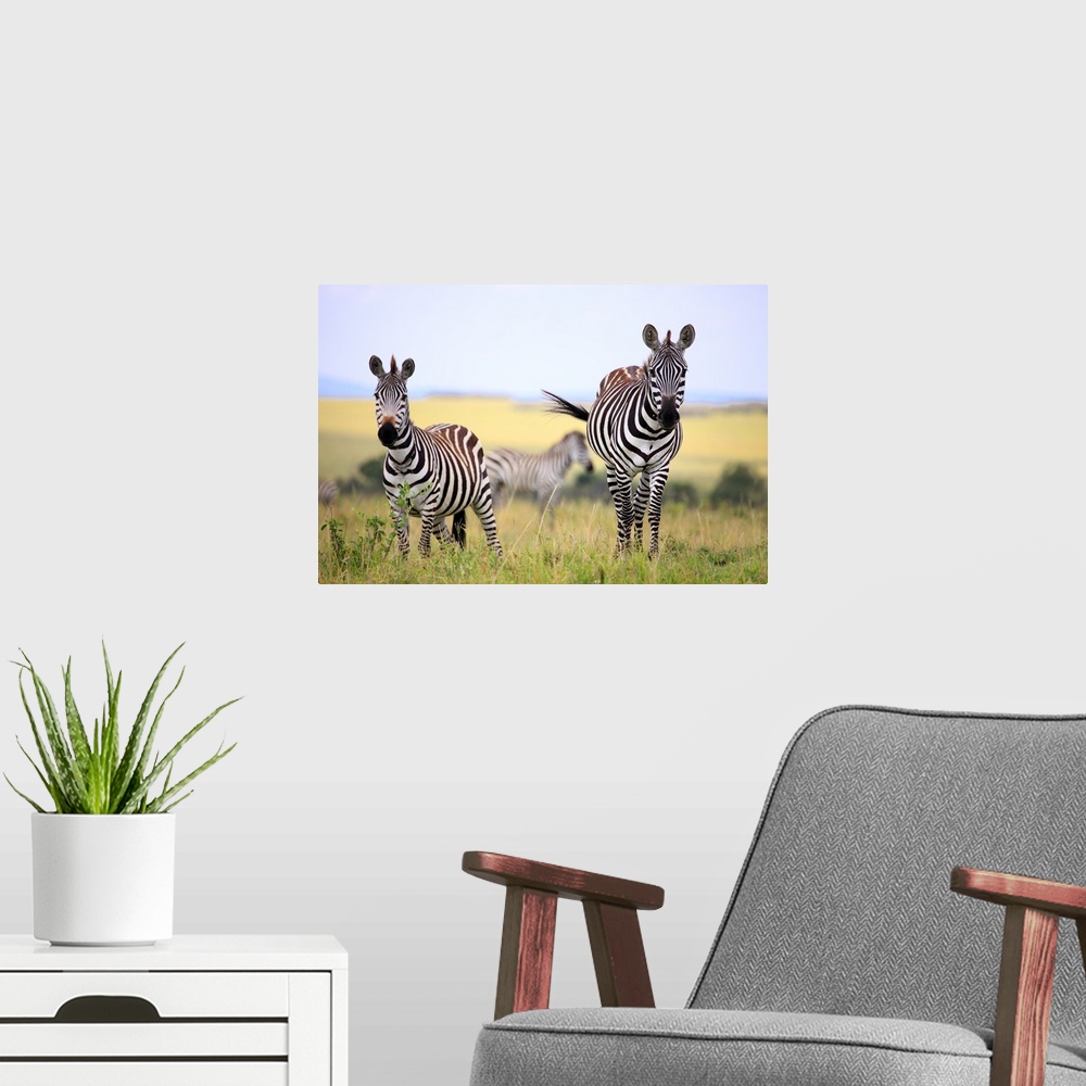 A modern room featuring Grevy zebra (Equus grevyi), Maasai Mara National Reserve, Kenya