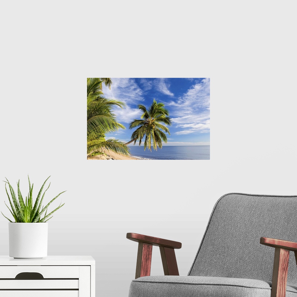 A modern room featuring Hanging palm tree, Holloways Beach, nr Cairns, Queensland, Australia