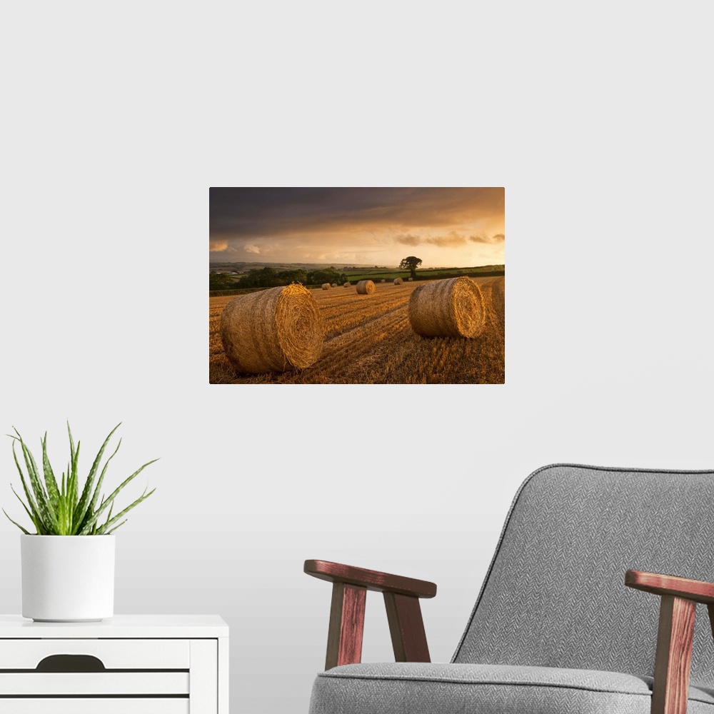 A modern room featuring Hay Bales in a ploughed field at sunset, Eastington, Devon, England. Summer (August)