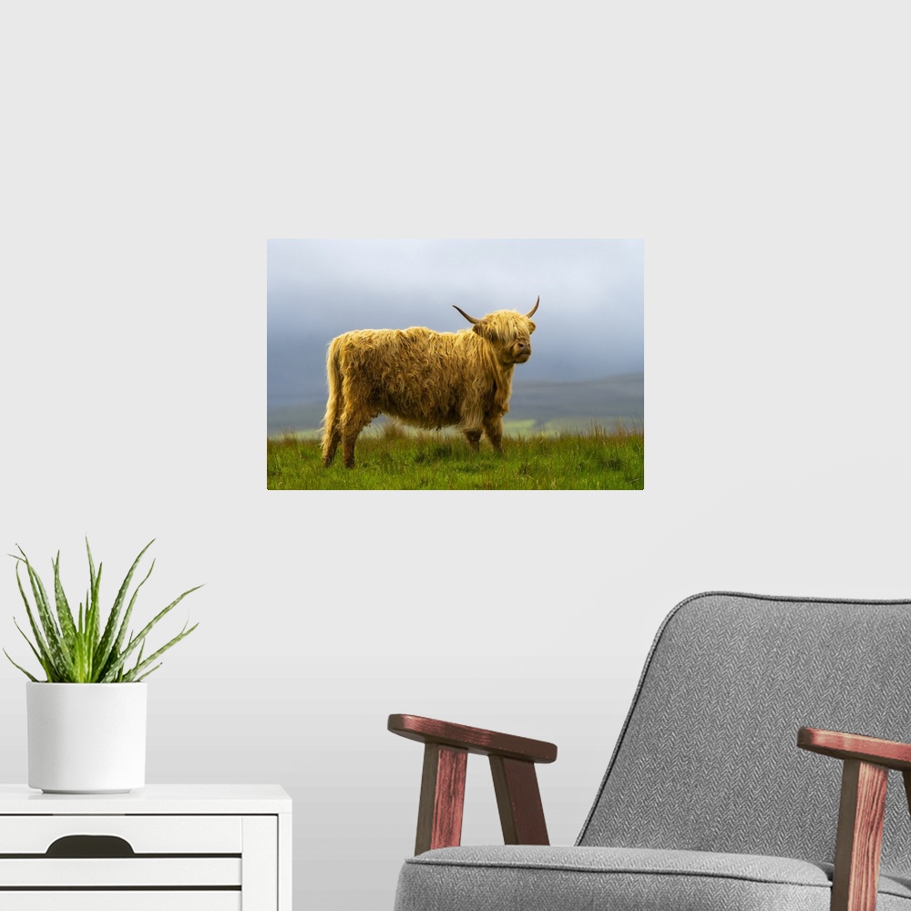 A modern room featuring Highland cattle on grassland, Digg, Isle of Skye, Scottish Highlands, Scotland, UK