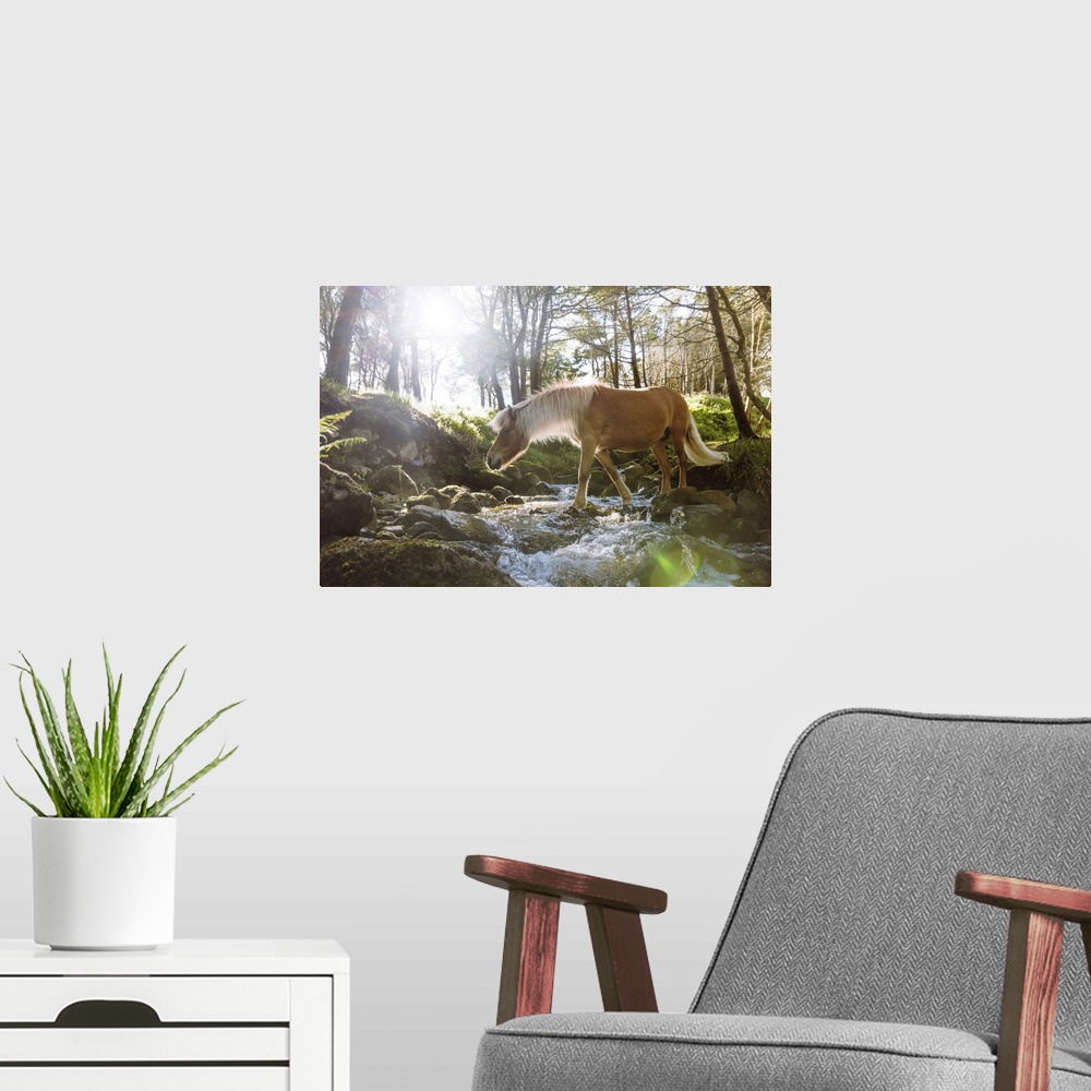 A modern room featuring A Faroese horse crossing a river in a wood in the village of Trongisvagur. Island of Suduroy. Far...