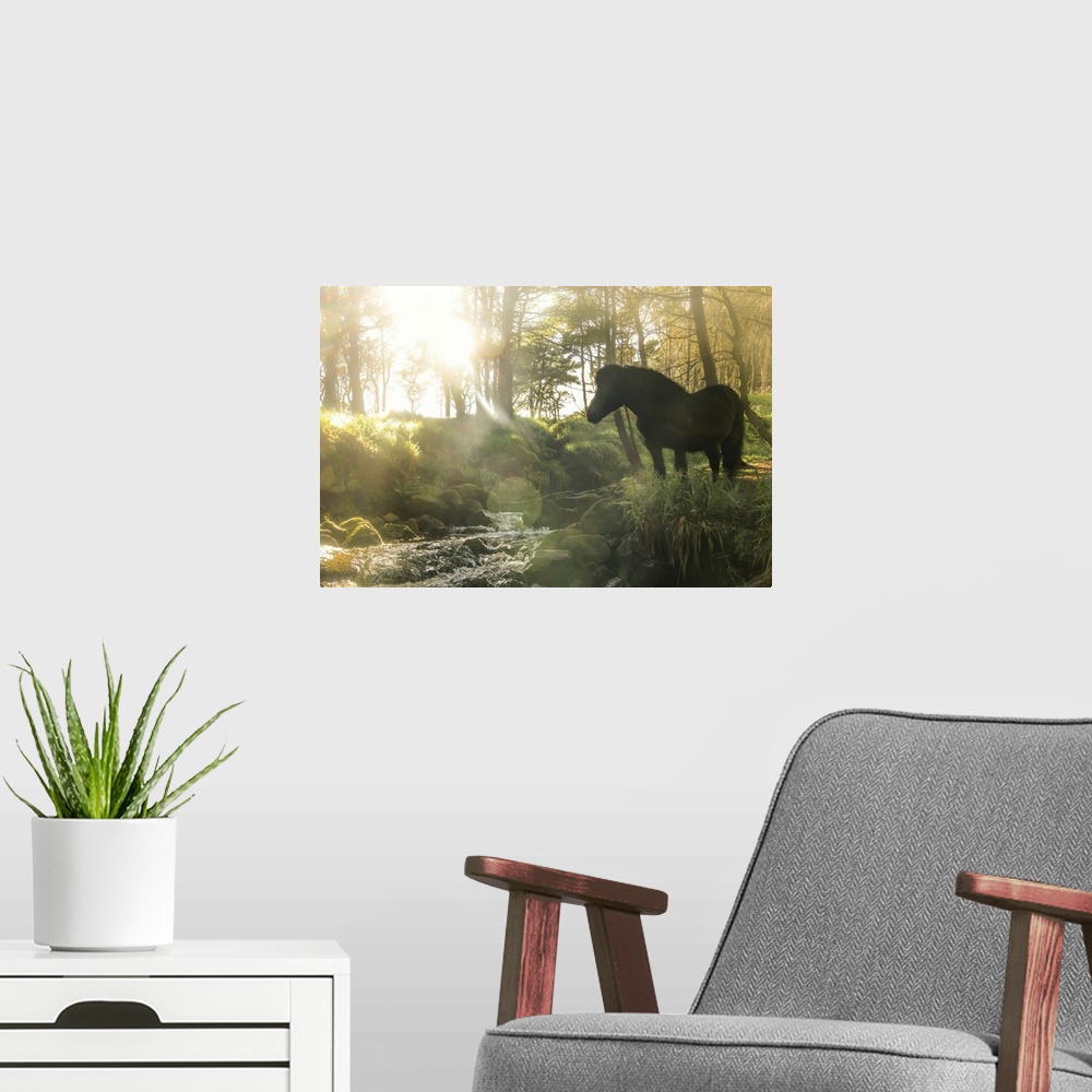 A modern room featuring A Faroese horse standing in front of a river in a wood in the village of Trongisvagur. Island of ...