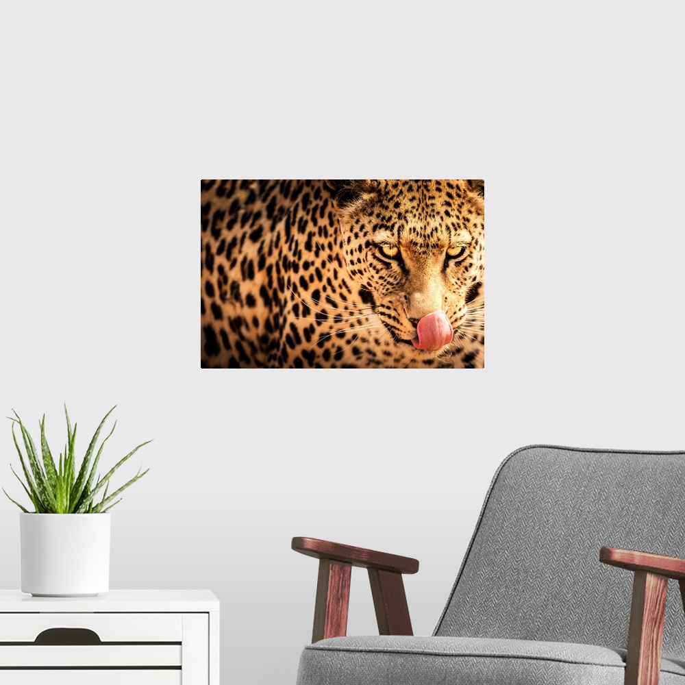 A modern room featuring Hungry leopard, Namibia