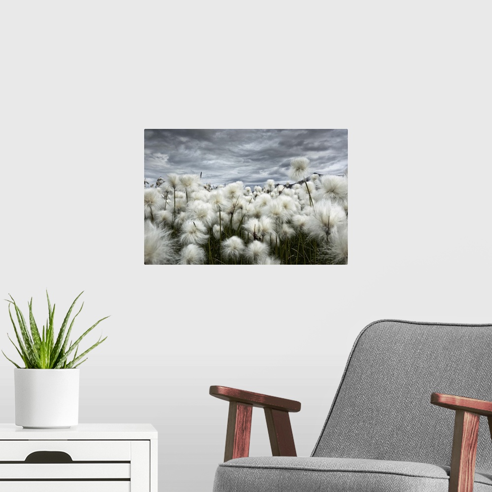 A modern room featuring Iceland , Landmannlaugar, Flowering of cottongrass and the Iceland sky, leaden and exciting.