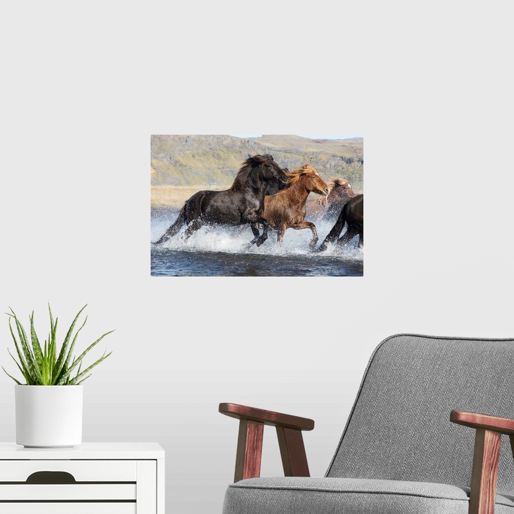 A modern room featuring Icelandic Horses Running Across A Glacial River, South Iceland.