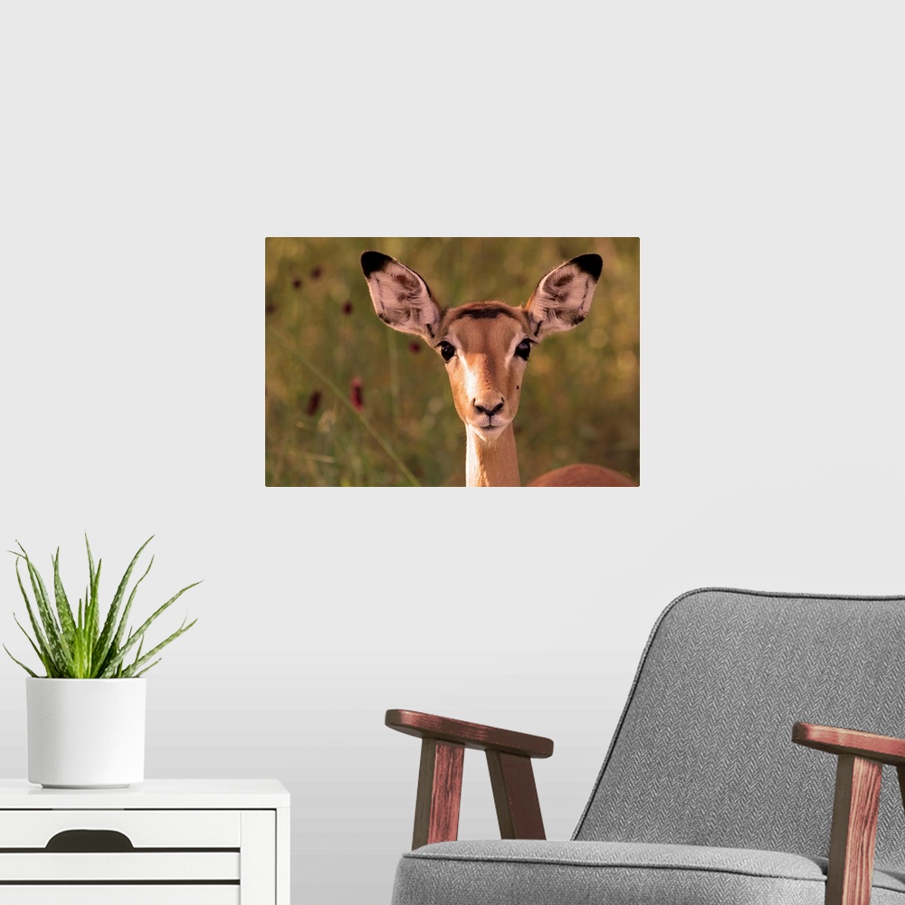 A modern room featuring Impala portrait, Ruaha National Park, Tanzania - an alert ewe stares directly at the camera.