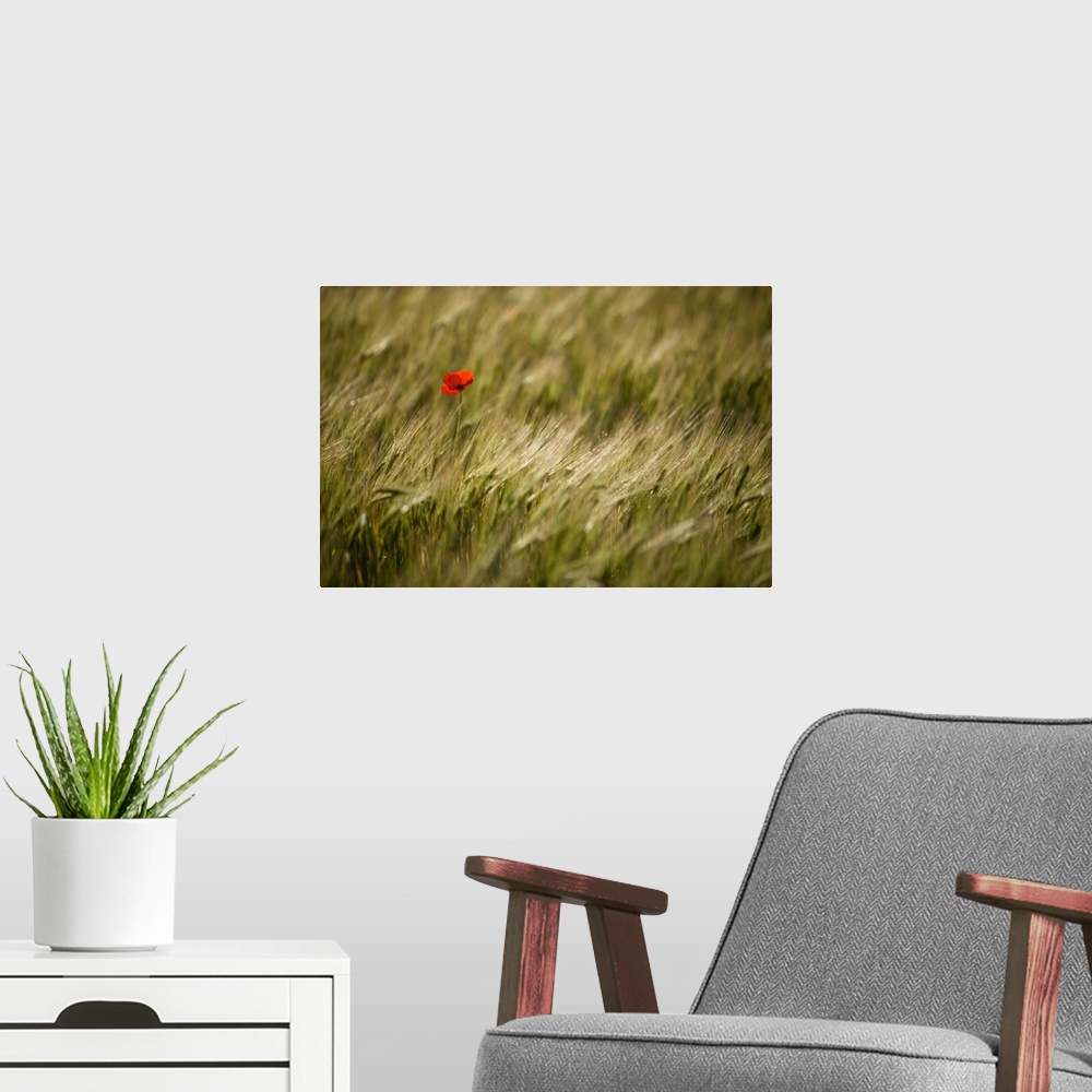 A modern room featuring Italy, Umbria, Norcia. A single poppy in a field of barley near Norcia.