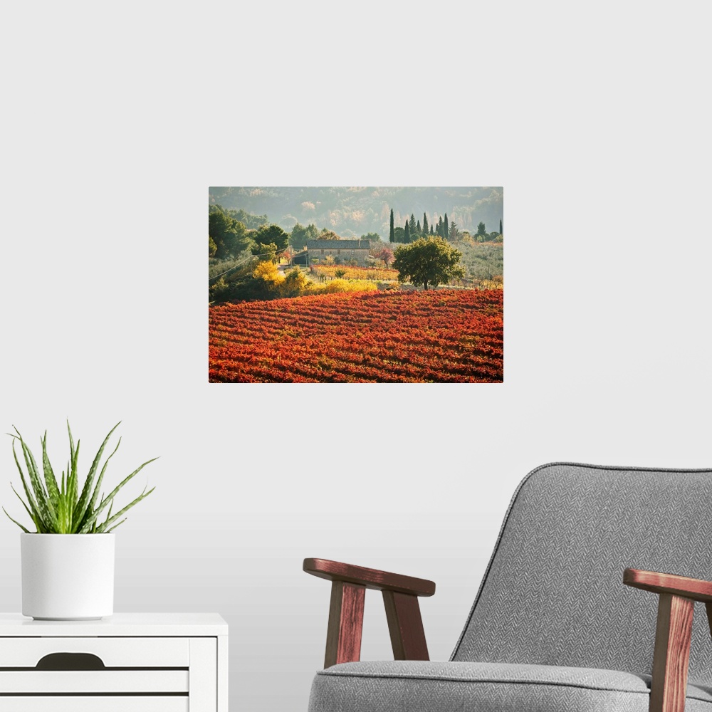 A modern room featuring Italy, Umbria, Perugia district. Autumnal Vineyards near Montefalco